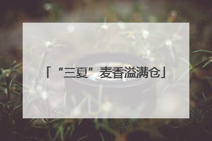 “三夏”麦香溢满仓