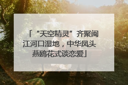 “天空精灵”齐聚闽江河口湿地，中华凤头燕鸥花式谈恋爱