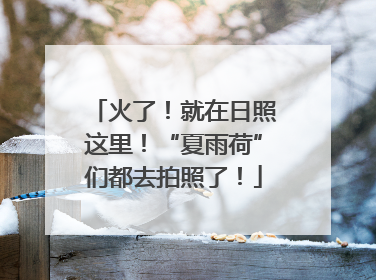 火了！就在日照这里！“夏雨荷”们都去拍照了！