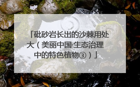 砒砂岩长出的沙棘用处大（美丽中国·生态治理中的特色植物③）