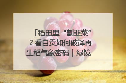 稻田里“割韭菜”？看自贡如何破译再生稻气象密码｜绿镜头·发现中国