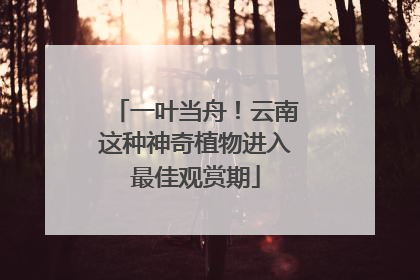 一叶当舟！云南这种神奇植物进入最佳观赏期