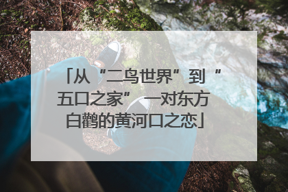 从“二鸟世界”到“五口之家” 一对东方白鹳的黄河口之恋