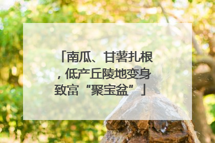 南瓜、甘薯扎根，低产丘陵地变身致富“聚宝盆”