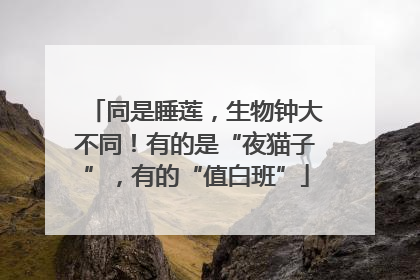 同是睡莲，生物钟大不同！有的是“夜猫子”，有的“值白班”