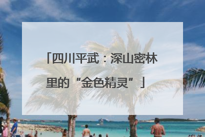 四川平武：深山密林里的“金色精灵”