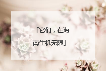 它们，在海南生机无限