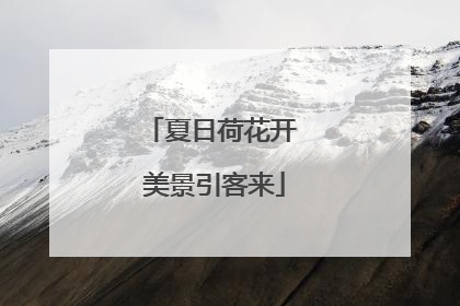 夏日荷花开 美景引客来