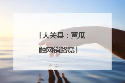 大关县：黄瓜触网销路宽