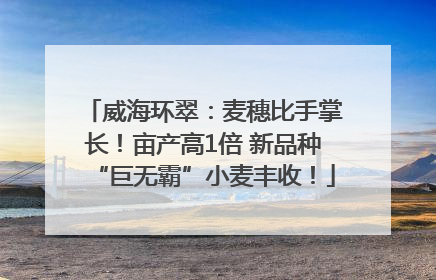 威海环翠：麦穗比手掌长！亩产高1倍 新品种“巨无霸”小麦丰收！