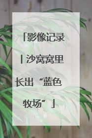 影像记录丨沙窝窝里长出“蓝色牧场”