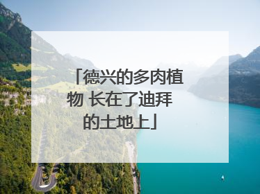 德兴的多肉植物 长在了迪拜的土地上