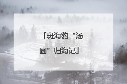 斑海豹“汤圆”归海记