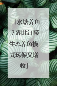 水塘养鱼？湖北江陵生态养鱼模式环保又增收