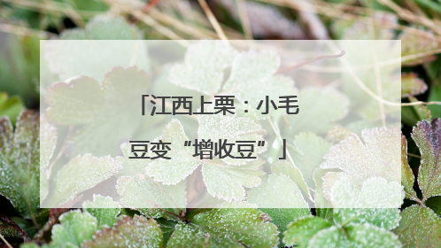 江西上栗：小毛豆变“增收豆”