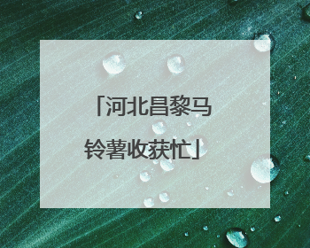 河北昌黎马铃薯收获忙