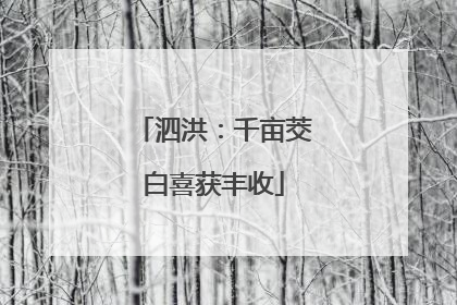 泗洪：千亩茭白喜获丰收
