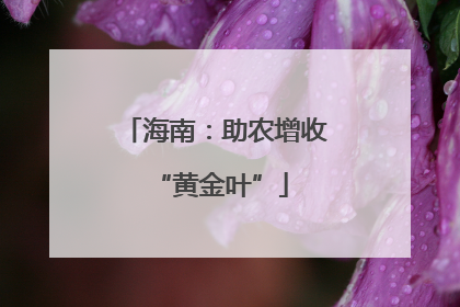 海南：助农增收 “黄金叶”