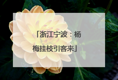 浙江宁波：杨梅挂枝引客来