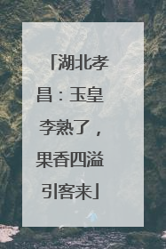 湖北孝昌：玉皇李熟了，果香四溢引客来