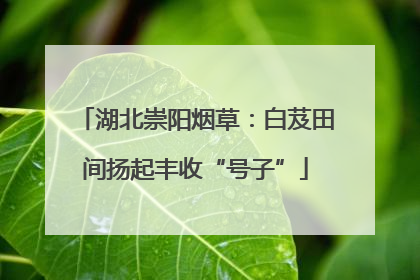 湖北崇阳烟草：白芨田间扬起丰收“号子”