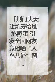 荆门夫妻让新房给斑鸠孵蛋 引发全国网友竞相晒“人鸟共处”图
