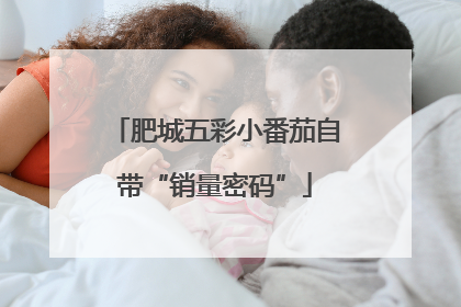 肥城五彩小番茄自带“销量密码”