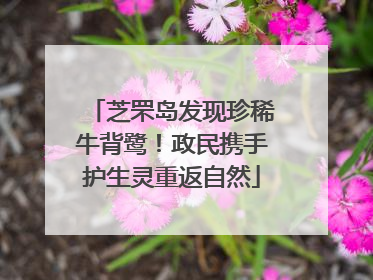 芝罘岛发现珍稀牛背鹭！政民携手护生灵重返自然