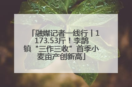 融媒记者一线行丨1173.53斤！李鹊镇“三作三收”首季小麦亩产创新高