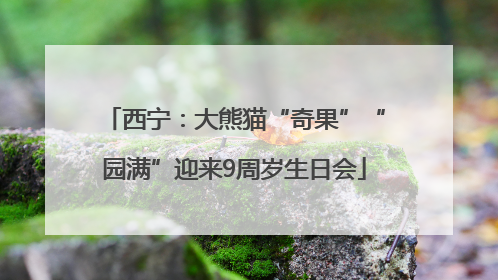 西宁：大熊猫“奇果”“园满”迎来9周岁生日会