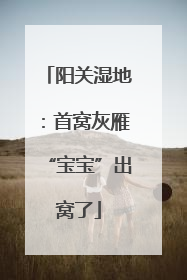 阳关湿地：首窝灰雁“宝宝”出窝了