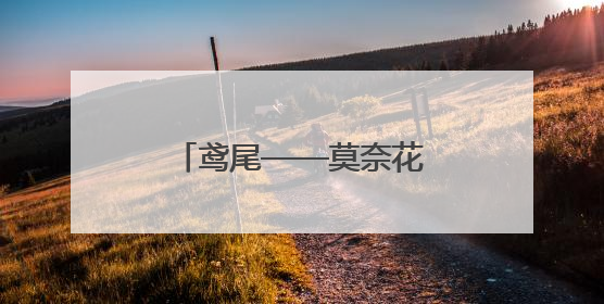 鸢尾——莫奈花园中的彩虹女神
