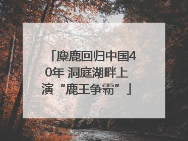 麋鹿回归中国40年 洞庭湖畔上演“鹿王争霸”