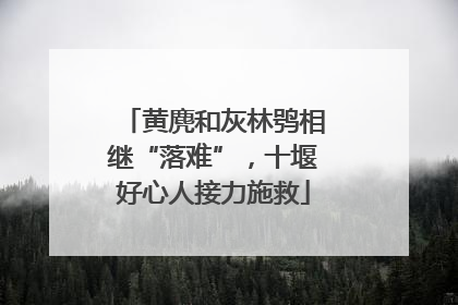 黄麂和灰林鸮相继“落难”，十堰好心人接力施救