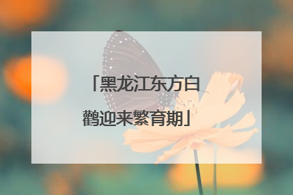 黑龙江东方白鹳迎来繁育期