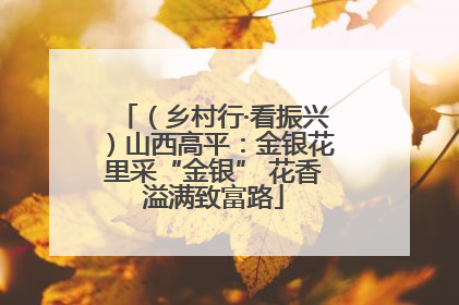 （乡村行·看振兴）山西高平：金银花里采“金银” 花香溢满致富路
