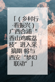 （乡村行·看振兴）广西合浦“香山鸡嘴荔枝”进入采摘期 将与西安“梦幻联动”