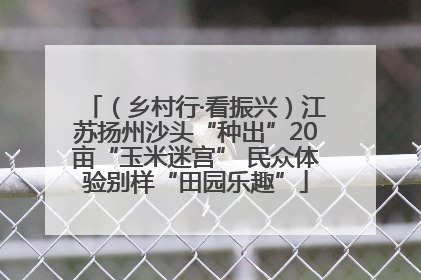 （乡村行·看振兴）江苏扬州沙头“种出”20亩“玉米迷宫” 民众体验别样“田园乐趣”