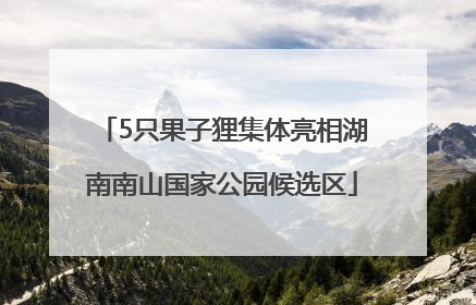 5只果子狸集体亮相湖南南山国家公园候选区